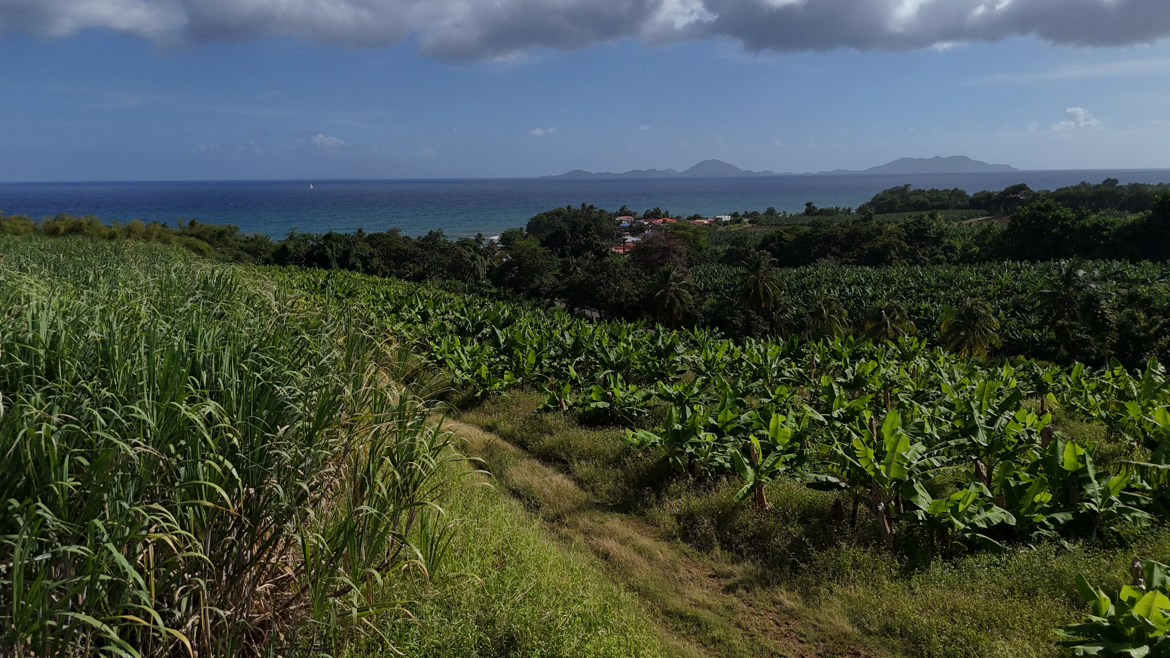 Drone agricole en Guadeloupe — analyse NDVI des cultures