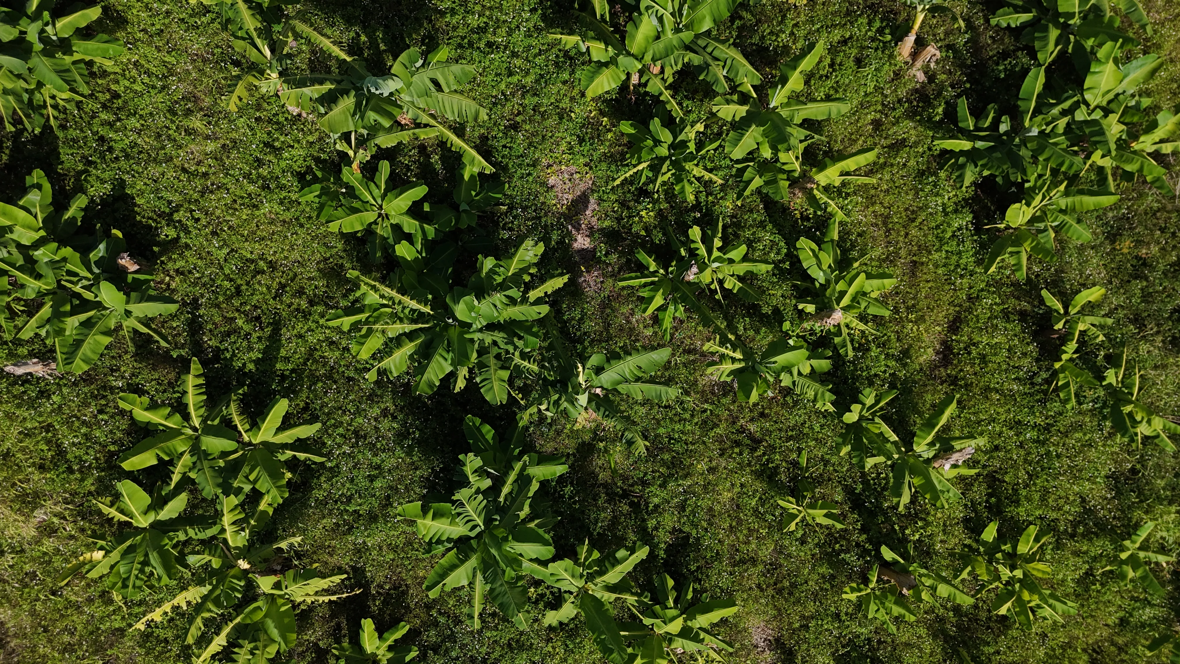 Survol drone d'une bananerais en Guadeloupe — agriculture de précision